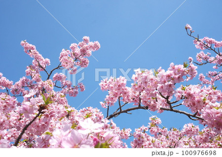 青空に映える満開の河津桜 100976698