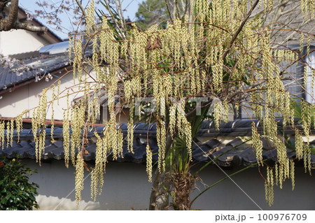 キブシ(木五倍子)の花 キブシ(木五倍子)の花 100976709