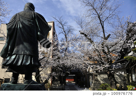 桜の穴場、墨染寺 100976776
