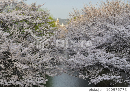 満開の桜と水面 100976778