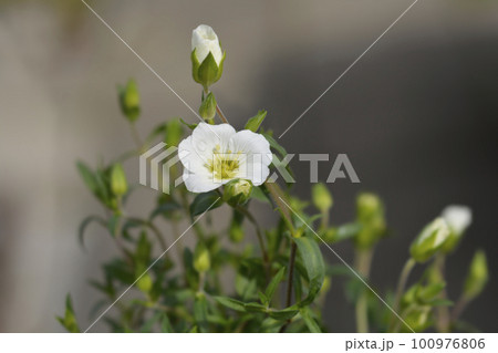 Mountain sandwort Mountain sandwort 100976806