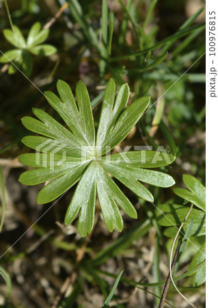 Winter aconite Winter aconite 100976815