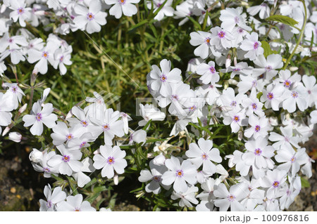 Amazing Grace Creeping Phlox 100976816