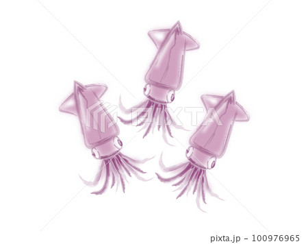 水彩テイストの、富山名産ほたるいか 100976965