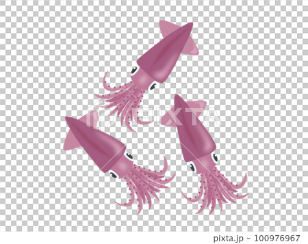 Firefly squid, a specialty of Toyama 100976967