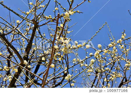 青空に映える白梅 青空に映える白梅 100977166