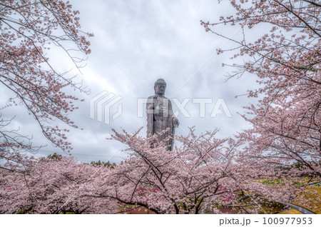茨城県牛久市　牛久大仏　桜と芝桜のコラボ 100977953