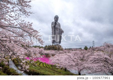 茨城県牛久市　牛久大仏　桜と芝桜のコラボ 100977961