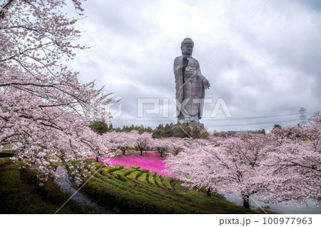 茨城県牛久市　牛久大仏　桜と芝桜のコラボ 100977963