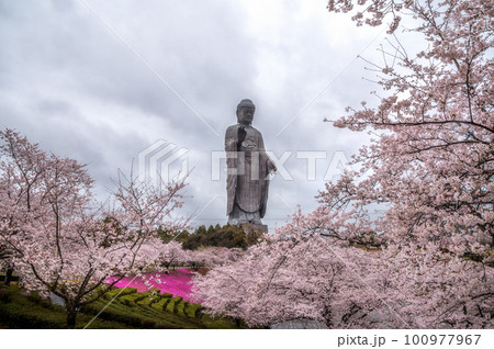 茨城県牛久市　牛久大仏　桜と芝桜のコラボ 100977967