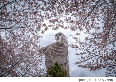 茨城県牛久市 牛久大仏 桜と芝桜のコラボ 茨城県牛久市 牛久大仏 桜と芝桜のコラボ 100977996