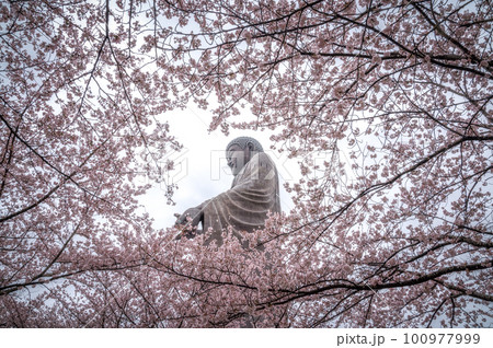 茨城県牛久市　牛久大仏　桜と芝桜のコラボ 100977999