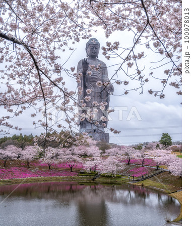 茨城県牛久市 牛久大仏 桜と芝桜のコラボ 茨城県牛久市 牛久大仏 桜と芝桜のコラボ 100978013