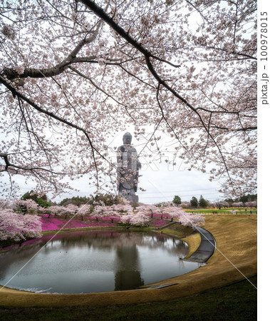 茨城県牛久市　牛久大仏　桜と芝桜のコラボ 100978015