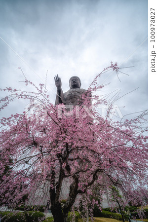 茨城県牛久市 牛久大仏 桜と芝桜のコラボ 茨城県牛久市 牛久大仏 桜と芝桜のコラボ 100978027