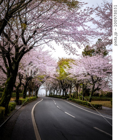 茨城県牛久市 牛久大仏 桜と芝桜のコラボ 茨城県牛久市 牛久大仏 桜と芝桜のコラボ 100978031