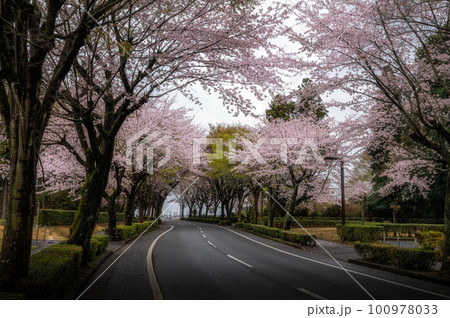茨城県牛久市　牛久大仏　桜と芝桜のコラボ 100978033