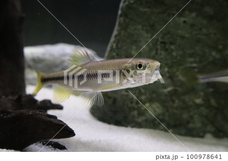 泳ぐ川魚　カワムツ 100978641