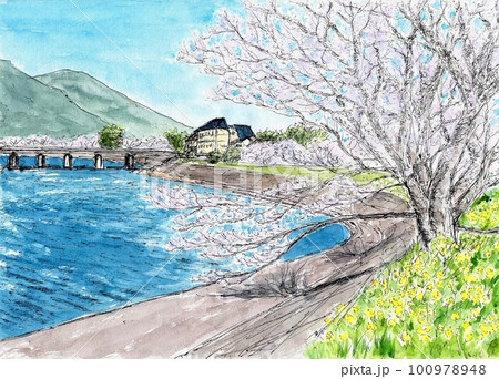 萩・橋本川沿いの桜 100978948