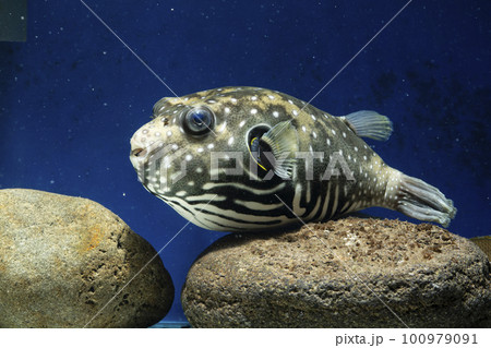 フグ　サザナミフグ　魚　海水魚　泳ぐ魚　White-spotted puffer　puffer 100979091
