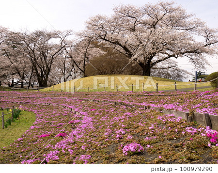 桜咲く長峰公園 100979290