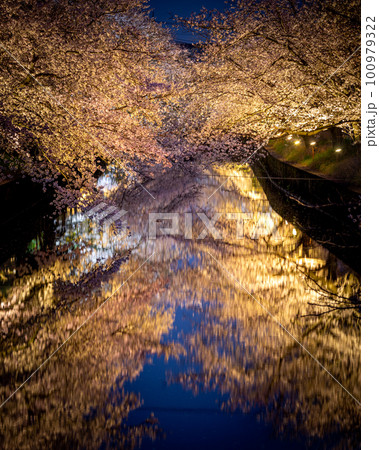 茨城県土浦市　土浦さくら祭りの桜のライトアップ 100979322