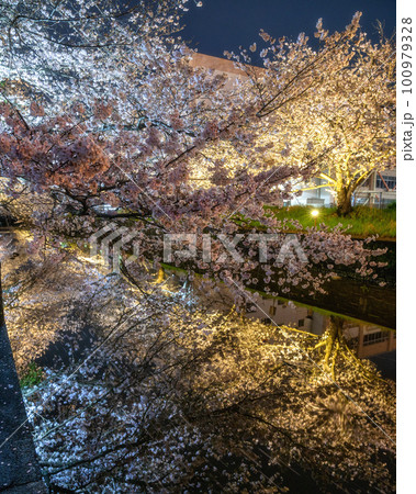 茨城県土浦市 土浦さくら祭りの桜のライトアップ 茨城県土浦市 土浦さくら祭りの桜のライトアップ 100979328