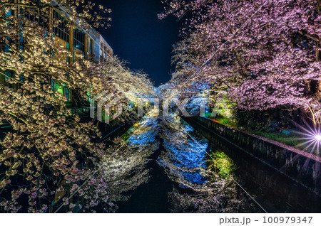 茨城県土浦市　土浦さくら祭りの桜のライトアップ 100979347