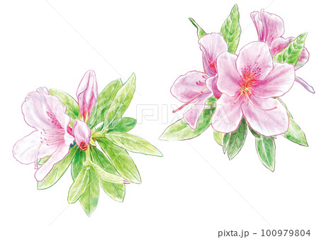 水彩画風のピンク色ツツジのイラスト素材 [100979804] - PIXTA