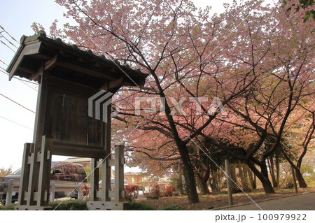 道標と河津桜 道標と河津桜 100979922