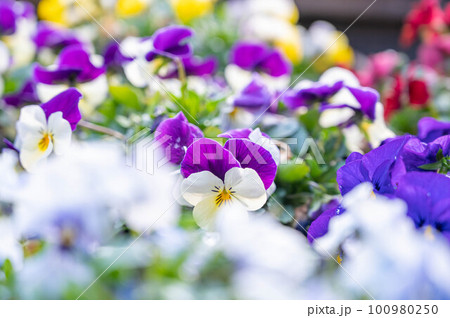 花壇に咲いたビオラの花 100980250
