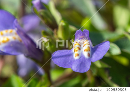 ムラサキサギゴケ 100980303