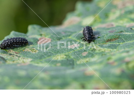 コガタルリハムシ幼虫 100980325