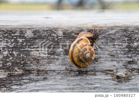 カタツムリ(ナミマイマイ) カタツムリ(ナミマイマイ) 100980327