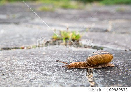 路上を這うカタツムリ(ナミマイマイ) 路上を這うカタツムリ(ナミマイマイ) 100980332