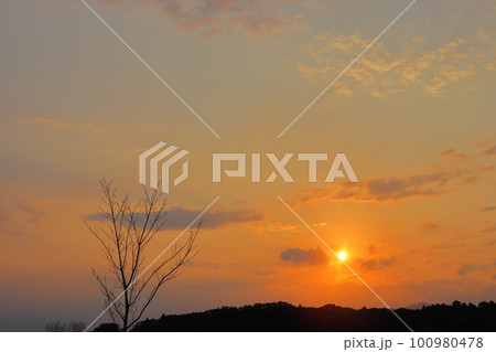 夕焼け空　雲　夕日　木　林 100980478