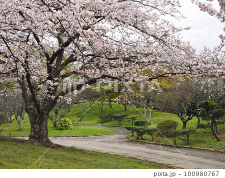 内みのわ運動公園・日本庭園(君津市) 100980767