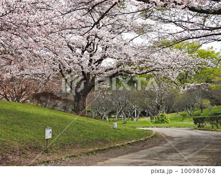 内みのわ運動公園・日本庭園(君津市) 100980768