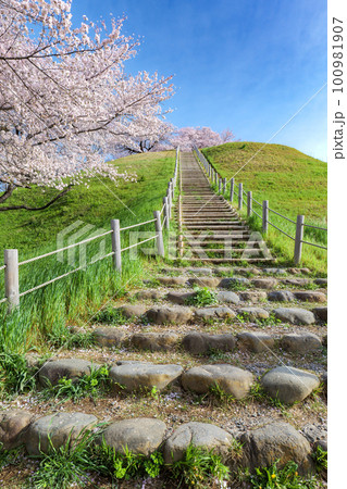 墳丘と満開の桜 さきたま古墳公園 埼玉県行田市 3月 墳丘と満開の桜 さきたま古墳公園 埼玉県行田市 3月 100981907