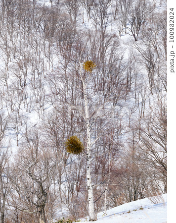 雪山の白樺と宿木 雪山の白樺と宿木 100982024
