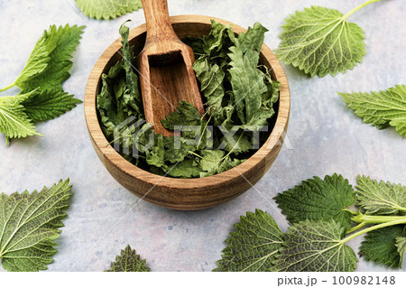 Fresh and dry nettle, stinging nettles Fresh and dry nettle, stinging nettles 100982148