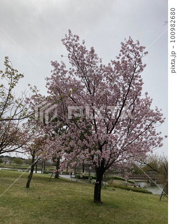 春の公園で満開になったソメイヨシノ 100982680