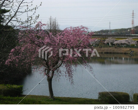 満開のしだれ桜と、旧桃花台線を撮影しました。 満開のしだれ桜と、旧桃花台線を撮影しました。 100982795