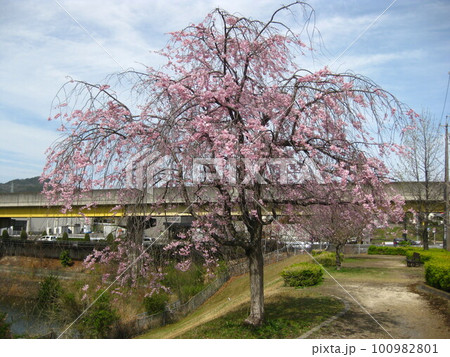 満開のしだれ桜と、旧桃花台線を撮影しました。 満開のしだれ桜と、旧桃花台線を撮影しました。 100982801
