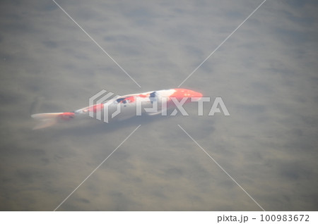 かわいい鯉の姿 100983672