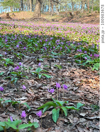 【新潟県妙高市】観音平古墳群のカタクリの群生地 妙高 斐太歴史の里 【新潟県妙高市】観音平古墳群のカタクリの群生地 妙高 斐太歴史の里 100983678