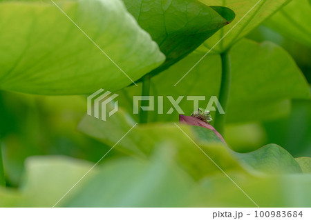 蓮に止まる雨待ちアマガエル 100983684