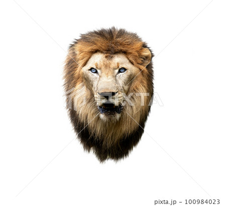 lion isolated on White Background. 100984023