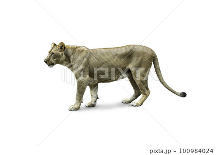 Side view of walking lion isolated on White Background. 100984024