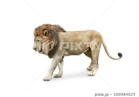 Side view of walking lion isolated on White Background. 100984025